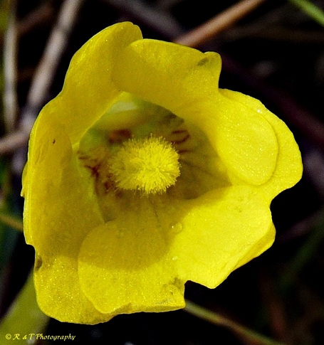 {Pinguicula lutea}